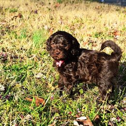 Australian Labradoodle Puppies from Prestige Australian Labradoodles