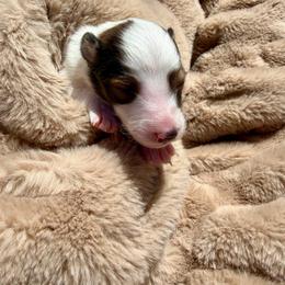 SPIRIT - Sable & white female Toy Shetland Sheepdog puppy in Livonia, Michigan from M7’s Shelties, Toonies & AussieDoodles