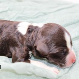 Boy 1 - Brown and white male Portuguese Water Dog puppy in Asheville, North Carolina from Top Notch Portuguese Water Dogs