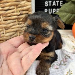 Tiny Girl 2 - Black and gold female Yorkshire Terrier puppy in Charleston, West Virginia from Mountain State Puppies