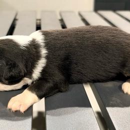 DiamondR Maple - Black Tri Female - Black tri female Miniature Australian Shepherd puppy in Gravette, Arkansas from DiamondR Mini Aussies @ DiamondR Farm & Kennel
