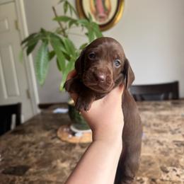 Chocolate boy - Chocolate male Dachshund puppy in Yuba City, California from Mulberry Dachshunds