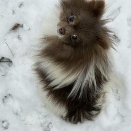 Envy - Pomeranian