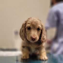 Boy 2 - Dachshund puppy from Mickey's Miracle Doxies