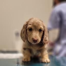 Boy 2 - Dachshund puppy from Mickey's Miracle Doxies