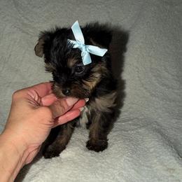 Boy 2 - Black and tan male Yorkshire Terrier puppy in Chino Hills, California from Chino Hills Yorkies