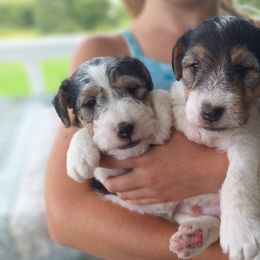 Wire Fox Terriers from Missouri Meadows Farm