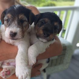 Wire Fox Terriers from Missouri Meadows Farm