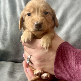 Dachshund, Pembroke Welsh Corgi, and Toy Australian Shepherd Puppies from Journey’s End CAD Farm