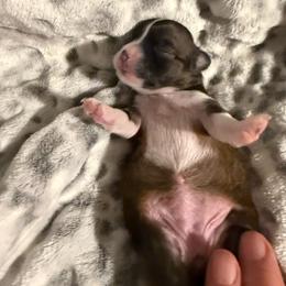Boncita - Black sabled fawn female Chihuahua puppy in Yamhill, Oregon from Diamond Dog Chihuahuas