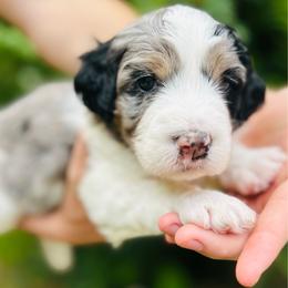 Willow - Merle female Bernedoodle puppy in Natural Bridge, Virginia from Rockbridge Puppies