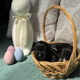 Boy 5 - Giant Schnauzer puppy in Sharonville, Ohio from Queen City Giant Schnauzers