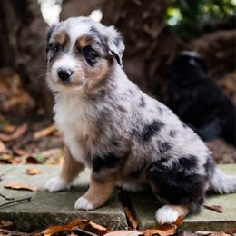 Oakley - Blue merle female Australian Shepherd puppy in Oakland City, Indiana from Moonlightaussies