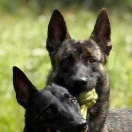Belgian Malinois and xDutch Shepherd Puppies from Kaizen von Ruach Malinois