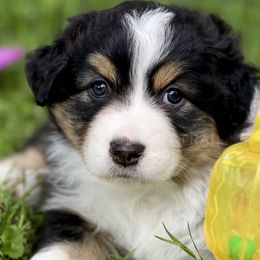 Australian Shepherd Puppies from Mountain Trail Aussies