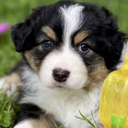 Australian Shepherd Puppies from Mountain Trail Aussies