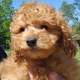 Lars - Red male Cockapoo puppy in Lebanon, Kentucky from Mosaic Merle Doodles