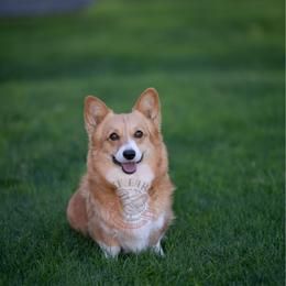 Babe - Pembroke Welsh Corgi
