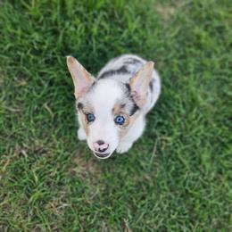 Louie - Blue merle and white male American Corgi puppy in Taylorsville, North Carolina from America's Red White and Bluie Corgis