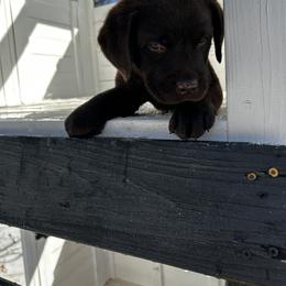 Labrador Retriever Puppies from Patton Premier Labs