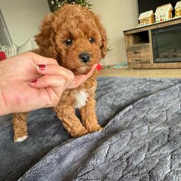 Milo - Red  male Poodle puppy in Queen Creek, Arizona from Prestigious Toy Poodles