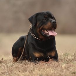 Argus - Rottweiler