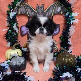 Black Boy (less white) - Black and white male Japanese Chin puppy in Tulsa, Oklahoma from Locust Creek Pugs & Japanese Chin's