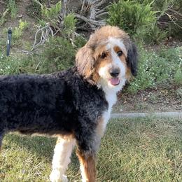 Keira - Bernedoodle
