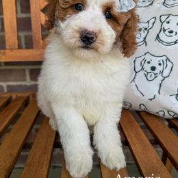 Amaris - Parti female Goldendoodle puppy in Sunman, Indiana from Brunsman Country Doodles LLC