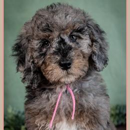 Tot - Blue merle female Bernedoodle puppy in Connersville, Indiana from Deaz Doodle Ranch
