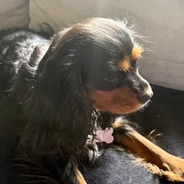 Cavalier King Charles Spaniels from Cavaliers of Ranchwood Acres