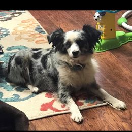 Brandy - Toy Australian Shepherd