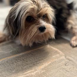 Tasha - Biewer Terrier