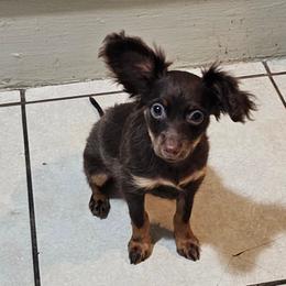 Puppygirl1 - Brown and tan female Russian Toy puppy in San Diego, California from Chenier Russian toys