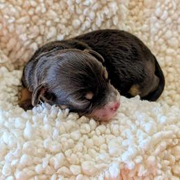 Johnny - Brown male Bernedoodle puppy in Sparta, Missouri from Sis' Doodles & Poodles