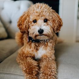 Pip - Goldendoodle