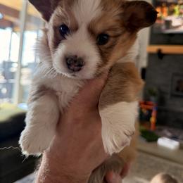 Kenai - Red and white male American Corgi puppy in Sedro Woolley, Washington from Patriot Corgis