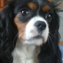 Rave  - Cavalier King Charles Spaniel