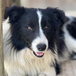 Bosco - Black and white male Border Collie puppy in Surgoinsville, Tennessee from Smokey Mountain Vizslas