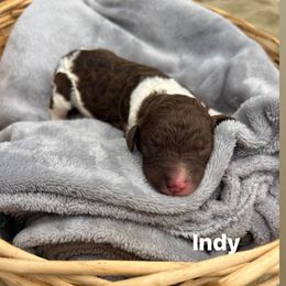 Indy - Parti female Poodle puppy in Athens, Georgia from Alexander’s Standard Poodles