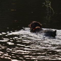 Boykin Spaniels from Blue Creek Boykins