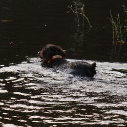 Boykin Spaniels from Blue Creek Boykins