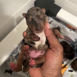 Luna - Merle female Yorkipoo puppy in Gastonia, North Carolina from Precious pups dynasty kennel
