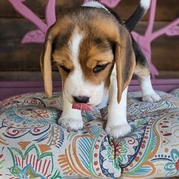 Tillie May - Black tan and white female Beagle puppy in Jerome, Missouri from Beam's Beagles
