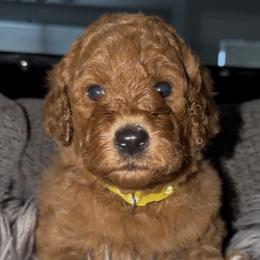 Female 1 - Red  female Poodle puppy in Jurupa Valley, California from gucci_bentleys_goldendoodles