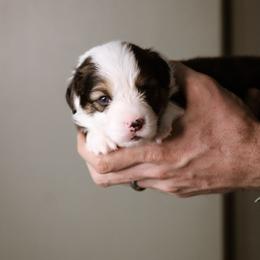 Cain - Black and tan male Pembroke Welsh Corgi puppy in South Otselic, New York from Ridge Top Corgis