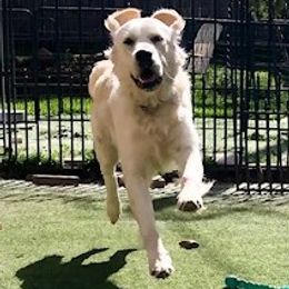 Golden Retriever Puppies from West Coast Cream Goldens
