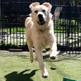 Golden Retriever Puppies from West Coast Cream Goldens