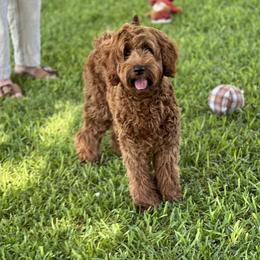 Rooney - Australian Labradoodle