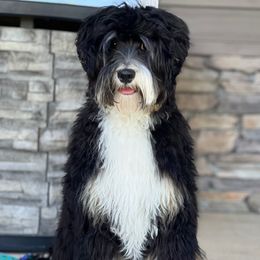 Blaze - Australian Labradoodle